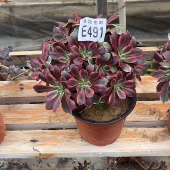 491浣纱法师不包断枝