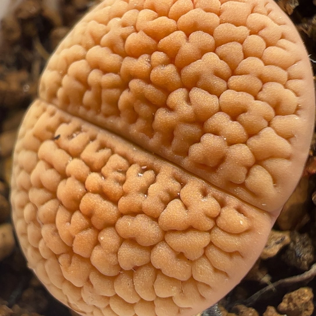 猪脑纹母本富贵多肉