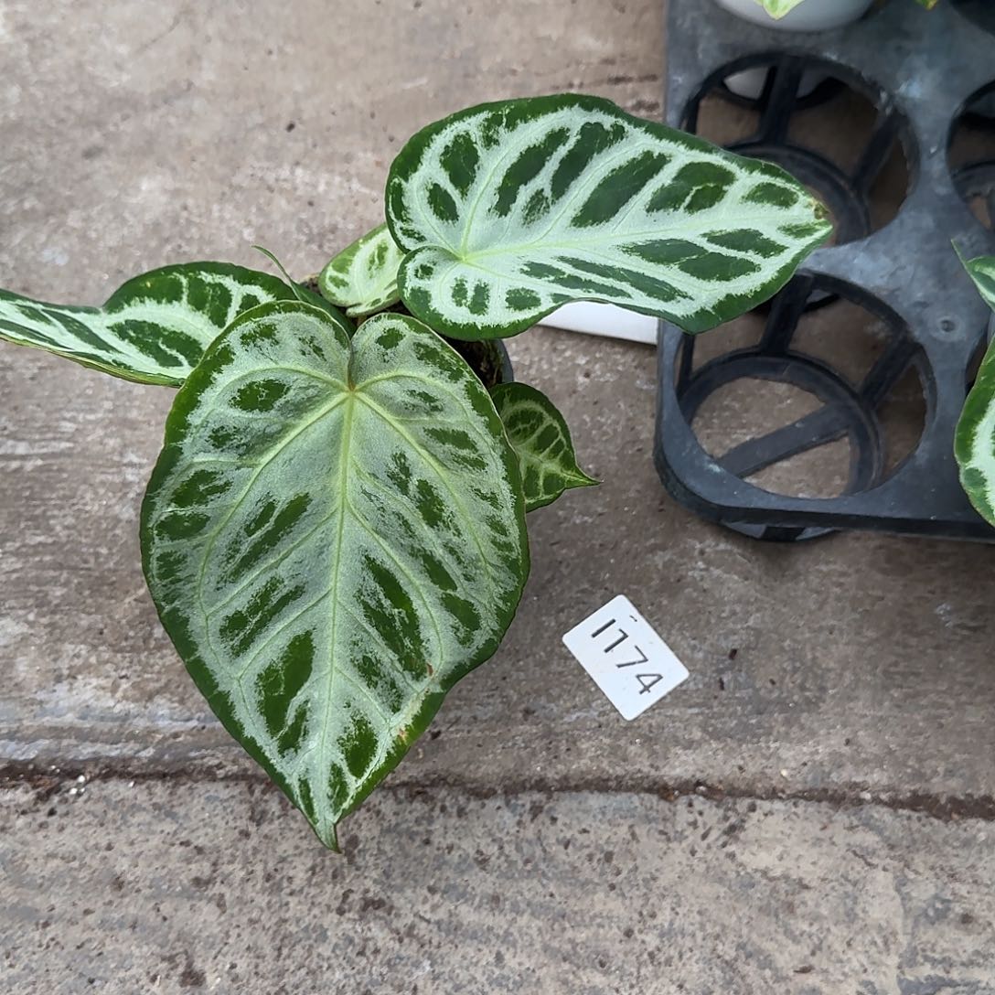 樊***烦完全开放Q45新叶有损银刷子