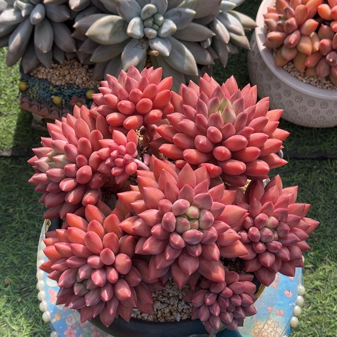 红蜻蜓群一物一拍