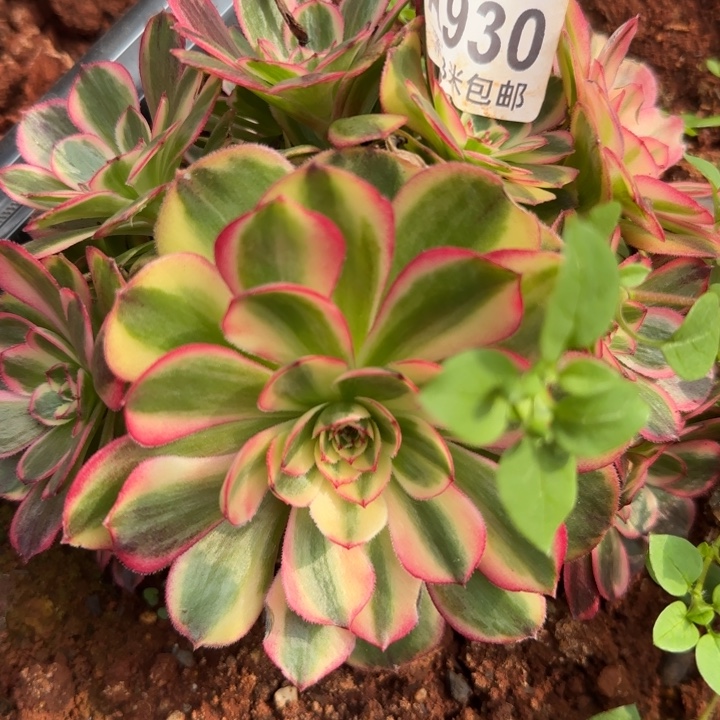 多肉法师谈ace福利了