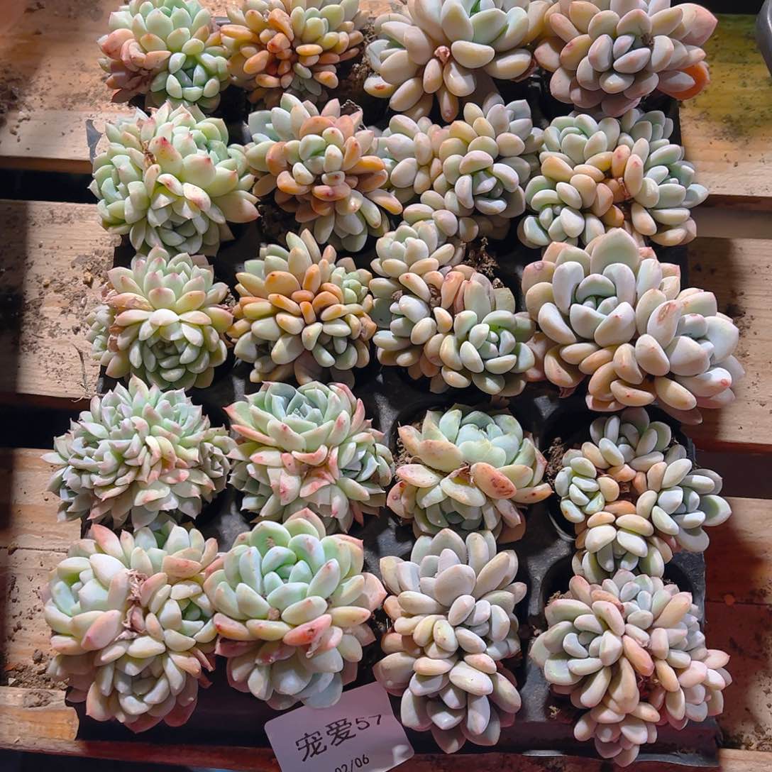 直播福利一物一拍57