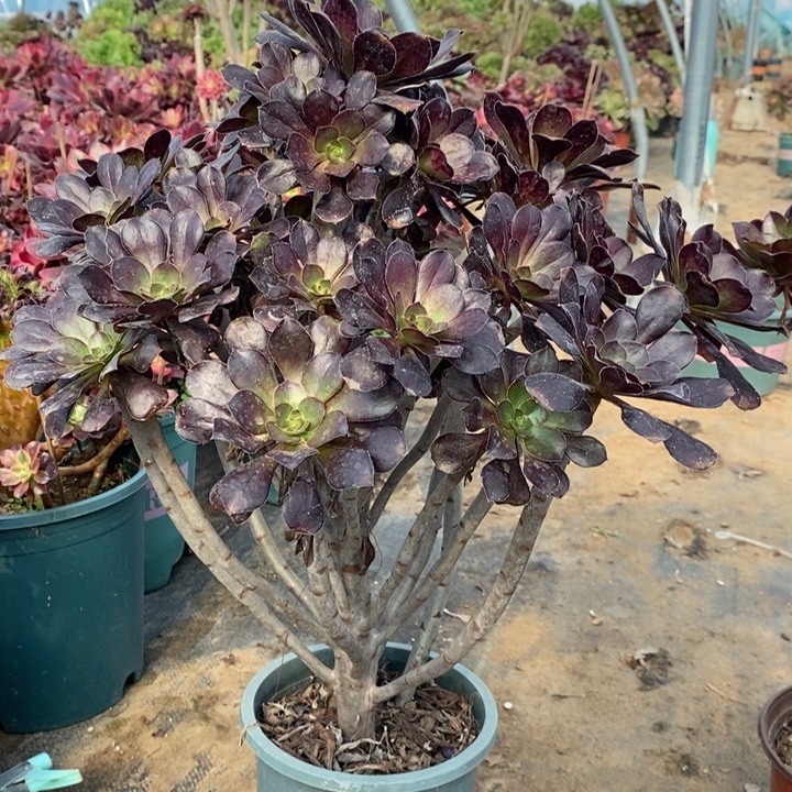 圆叶多肉植物61。  