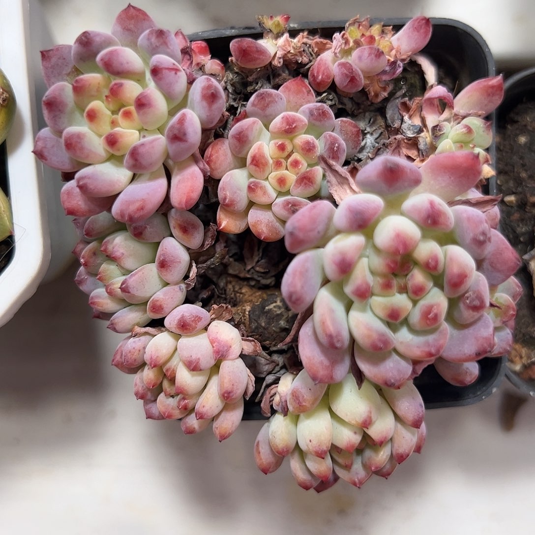 满38包邮珍妮锦群生