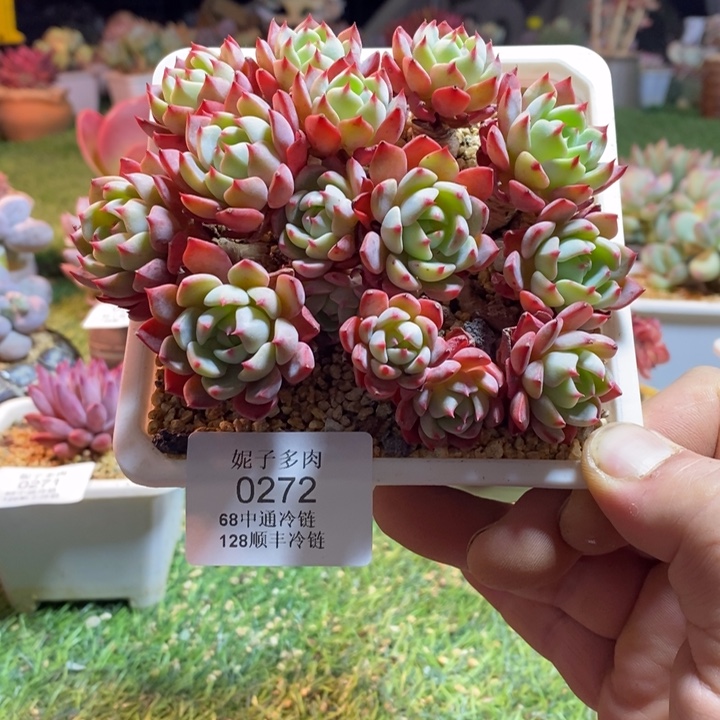 0272啊啊啊啊啊啊啊啊啊啊