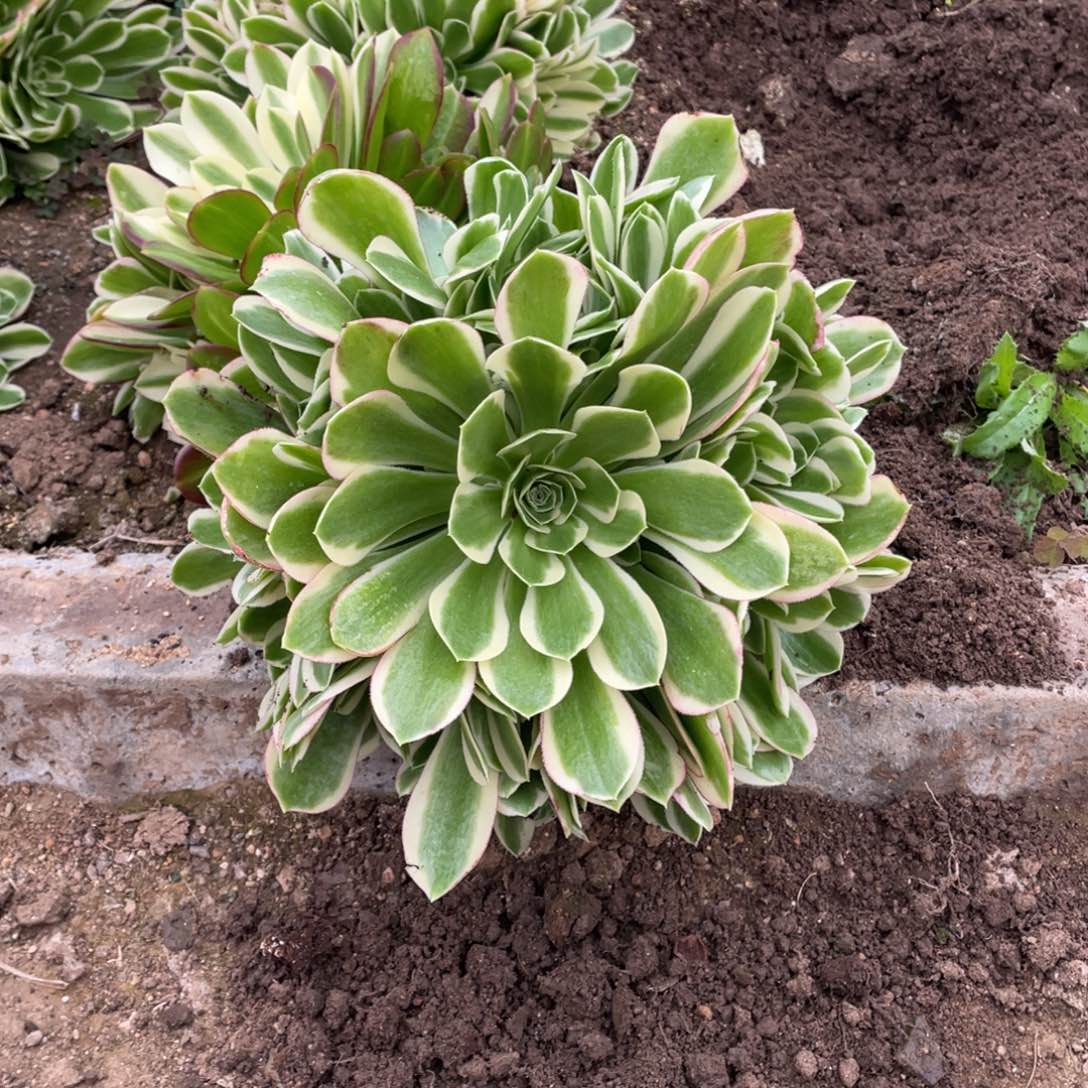 白凤多肉法师断枝不包量