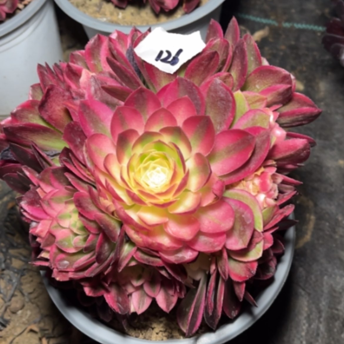 【闪购商品】126玉姿多肉法师