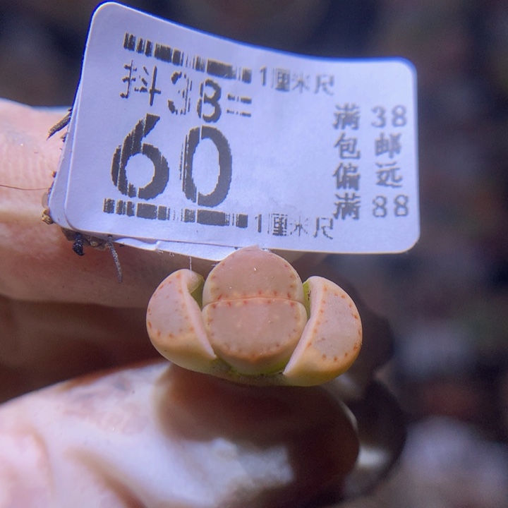 精品生石花38.60