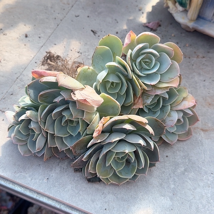 两颗无砍小群生白玉兰