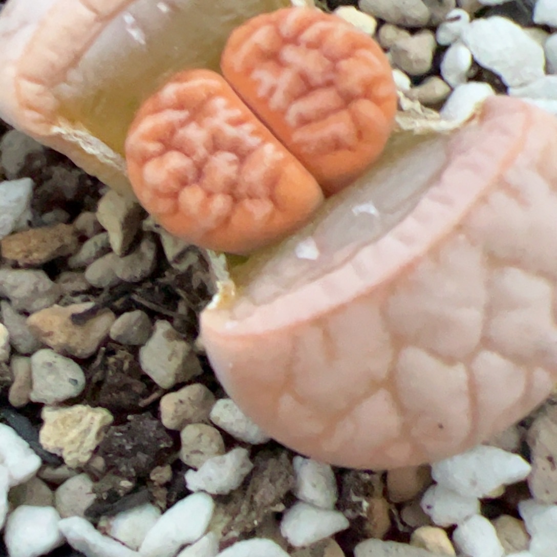 拿铁 多肉植物多肉植物