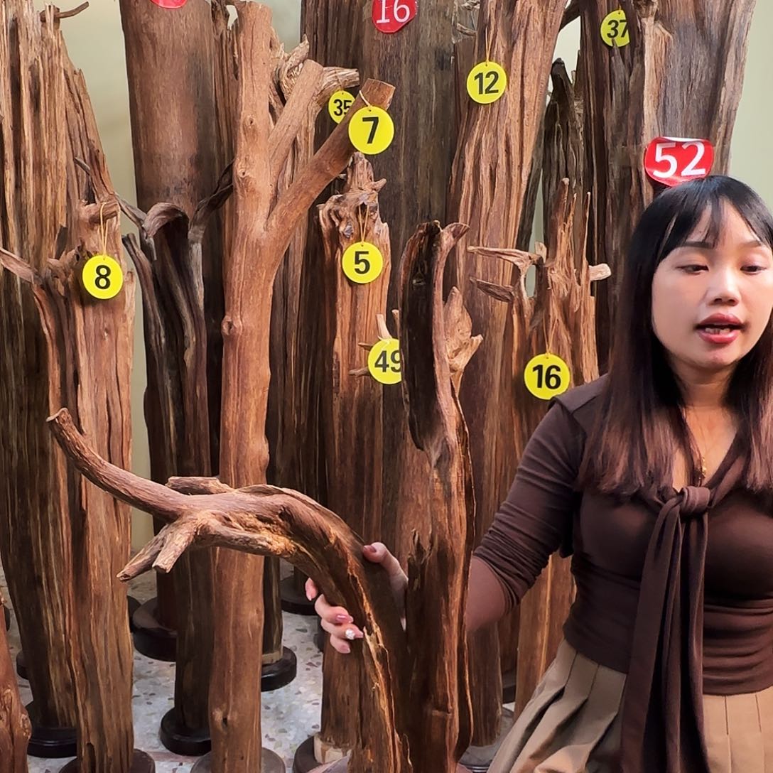 沉香碎屑沉香天然沉香原材料香料熏料