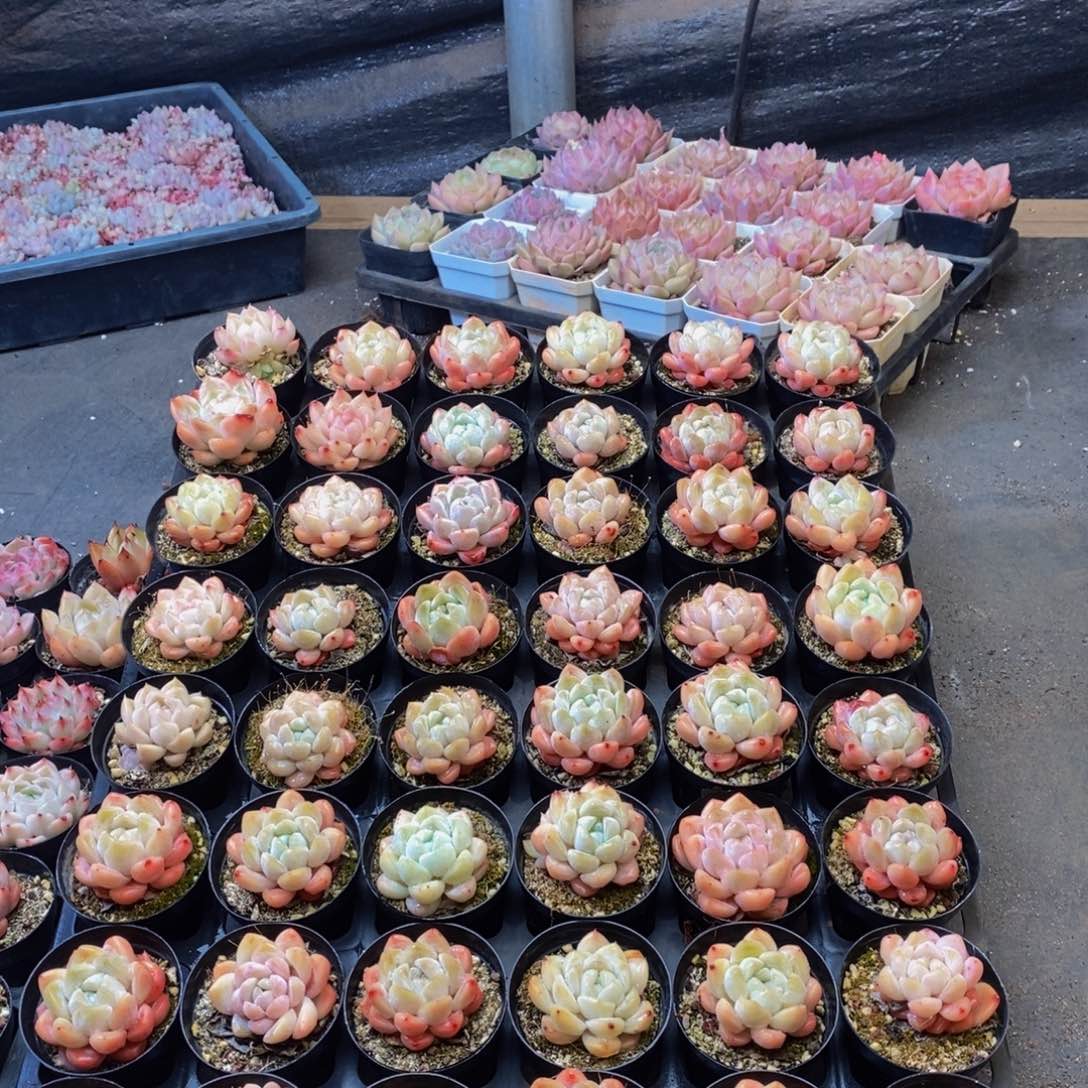 173多肉植物保护研究所所长助理研究员