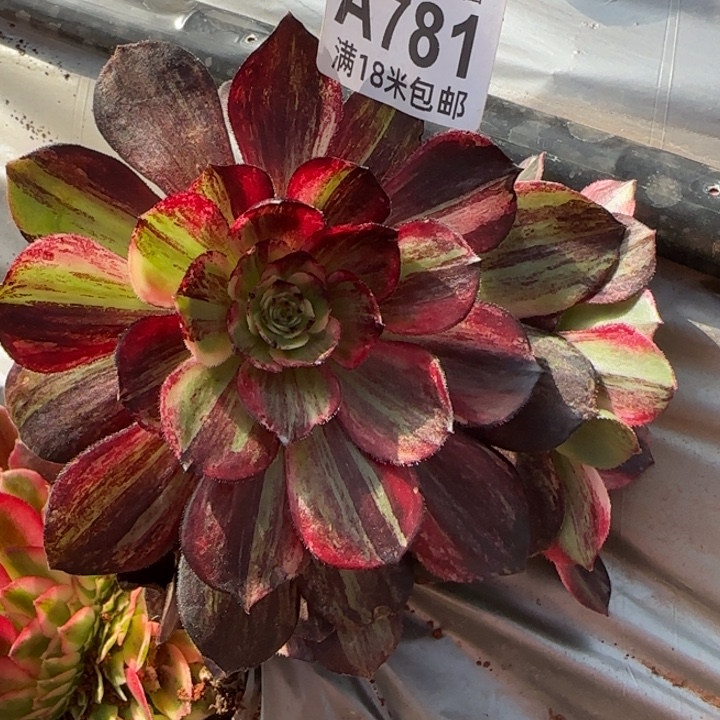 多肉法师伯爵朵朵