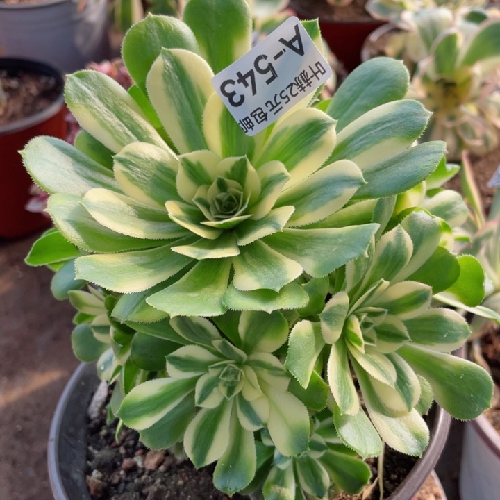 543新多肉，12345678多肉有断枝