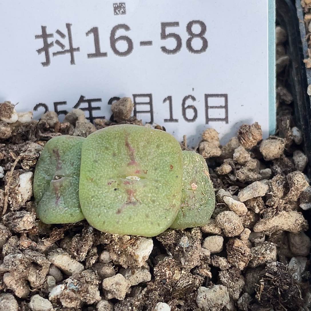 16-58方碗多肉植物