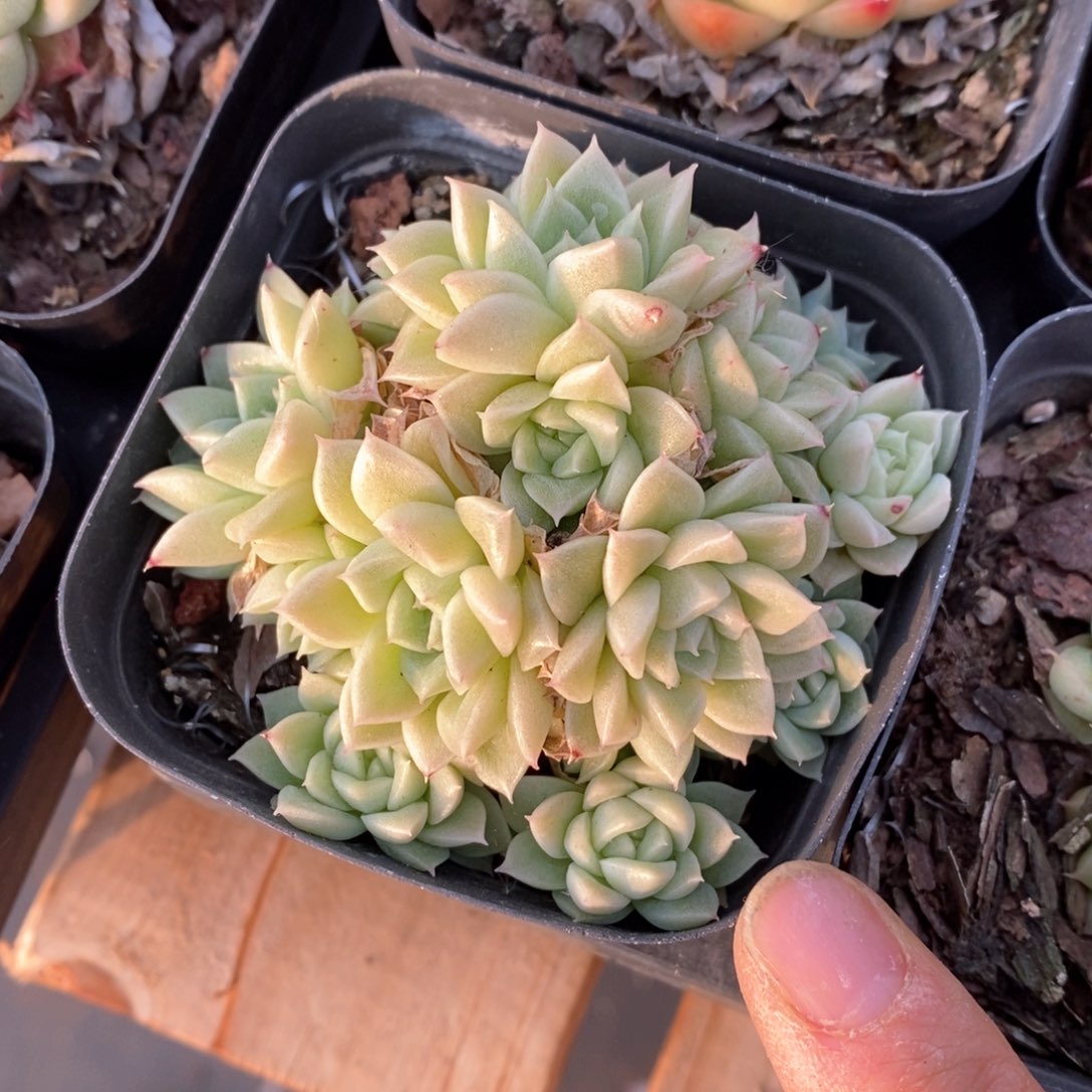 精品多肉一物一拍不包整400