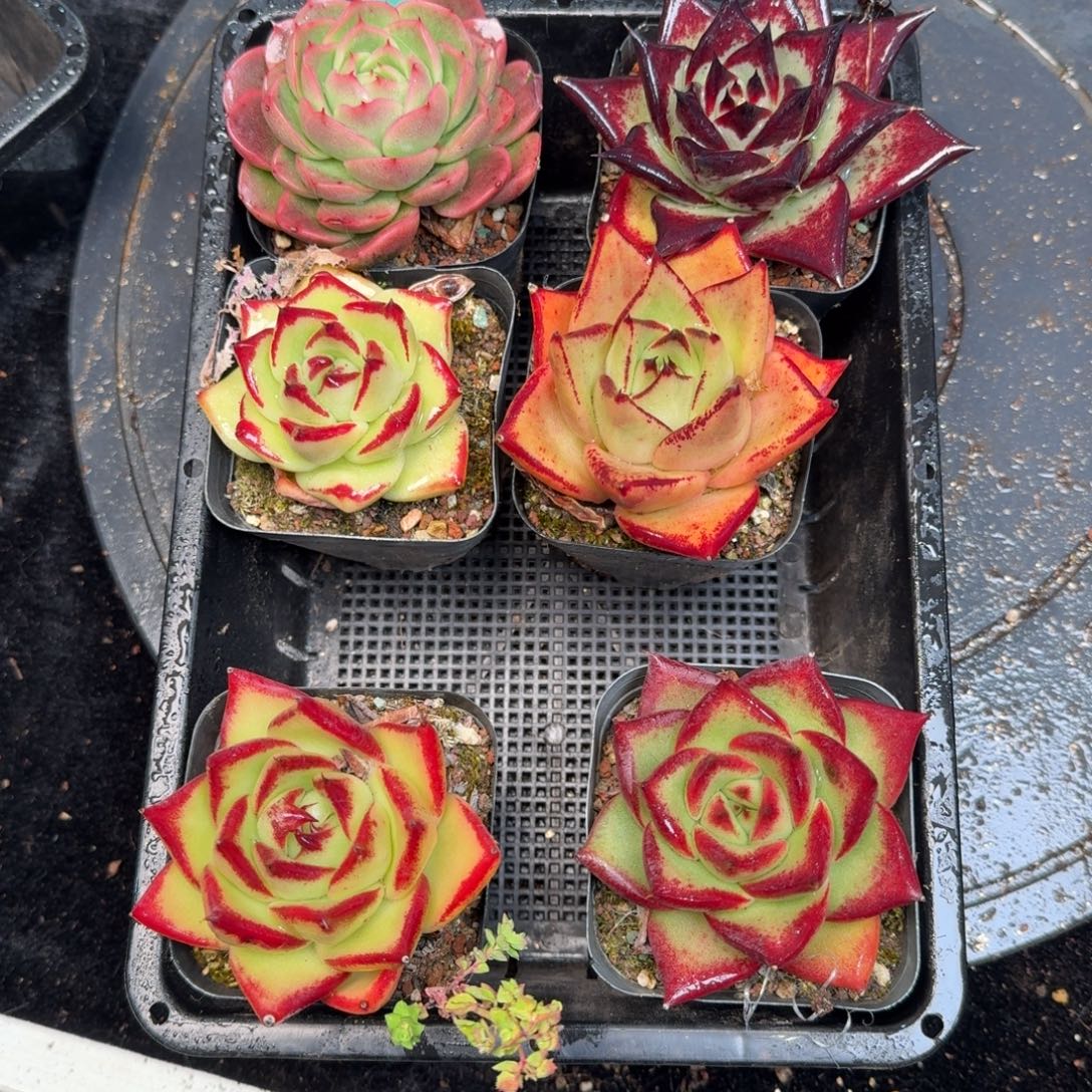 从前慢炖肉精选编号1212.384