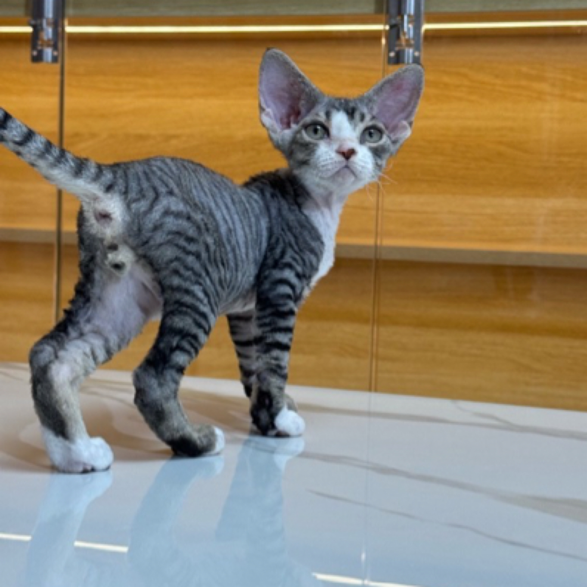 德文卷毛猫虎斑加白