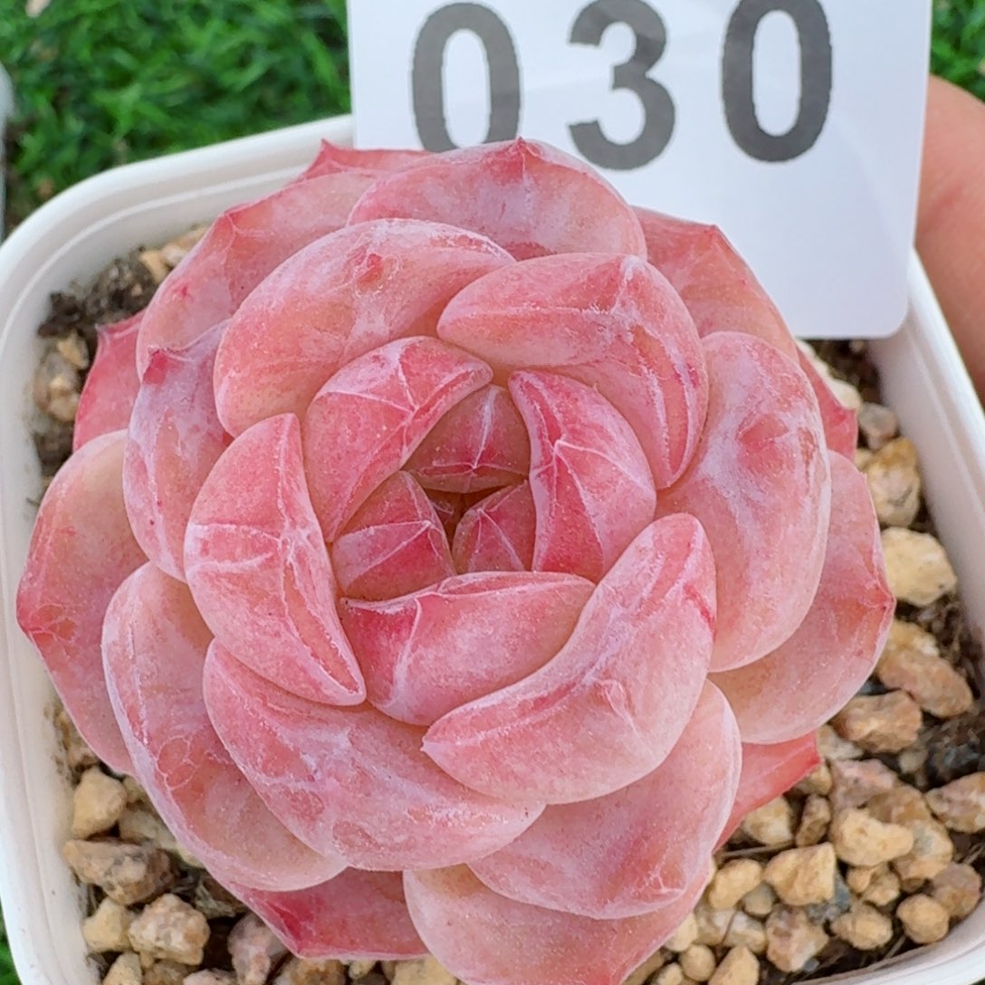 冰魄         精品多肉