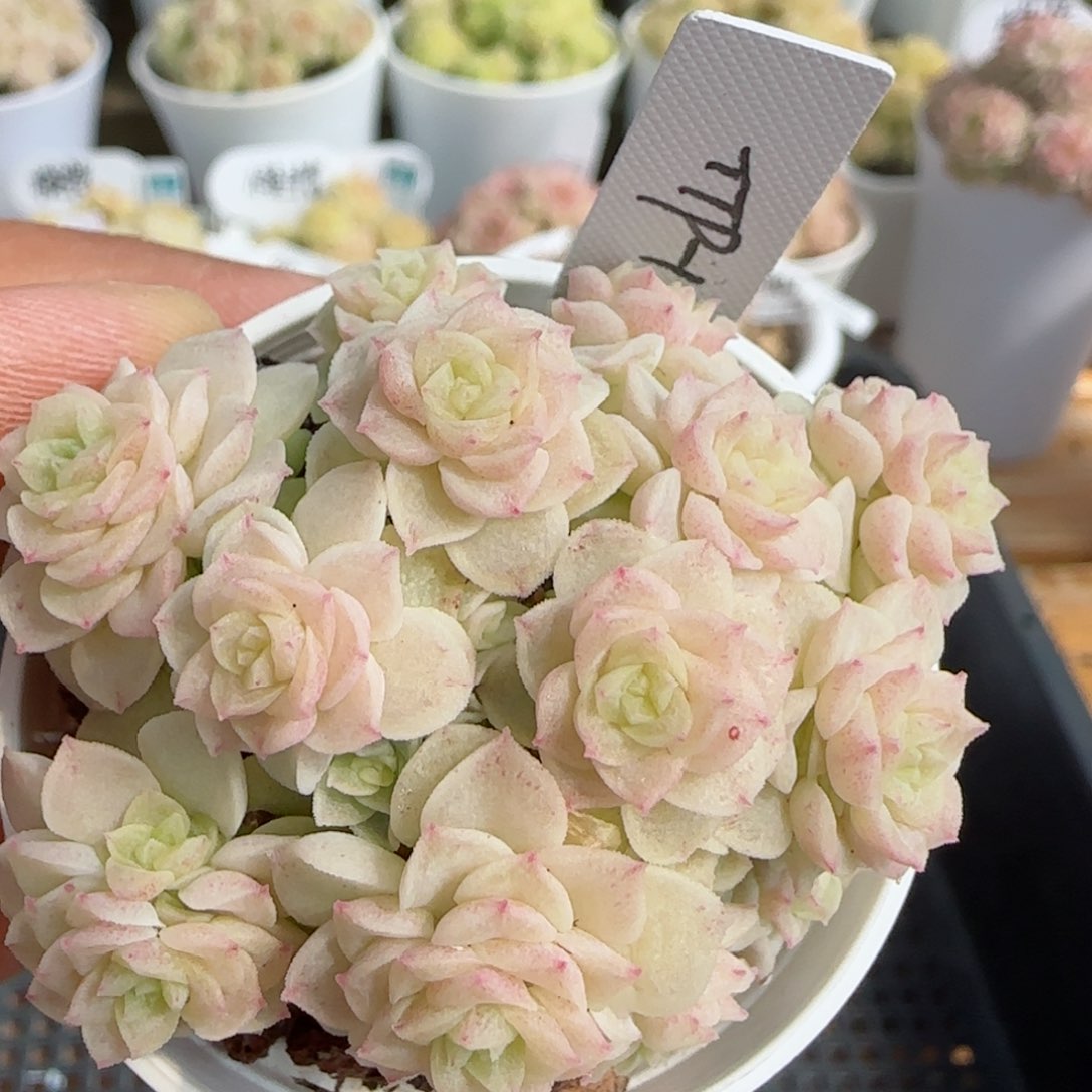 【闪购商品】0305-102（ttp-179）