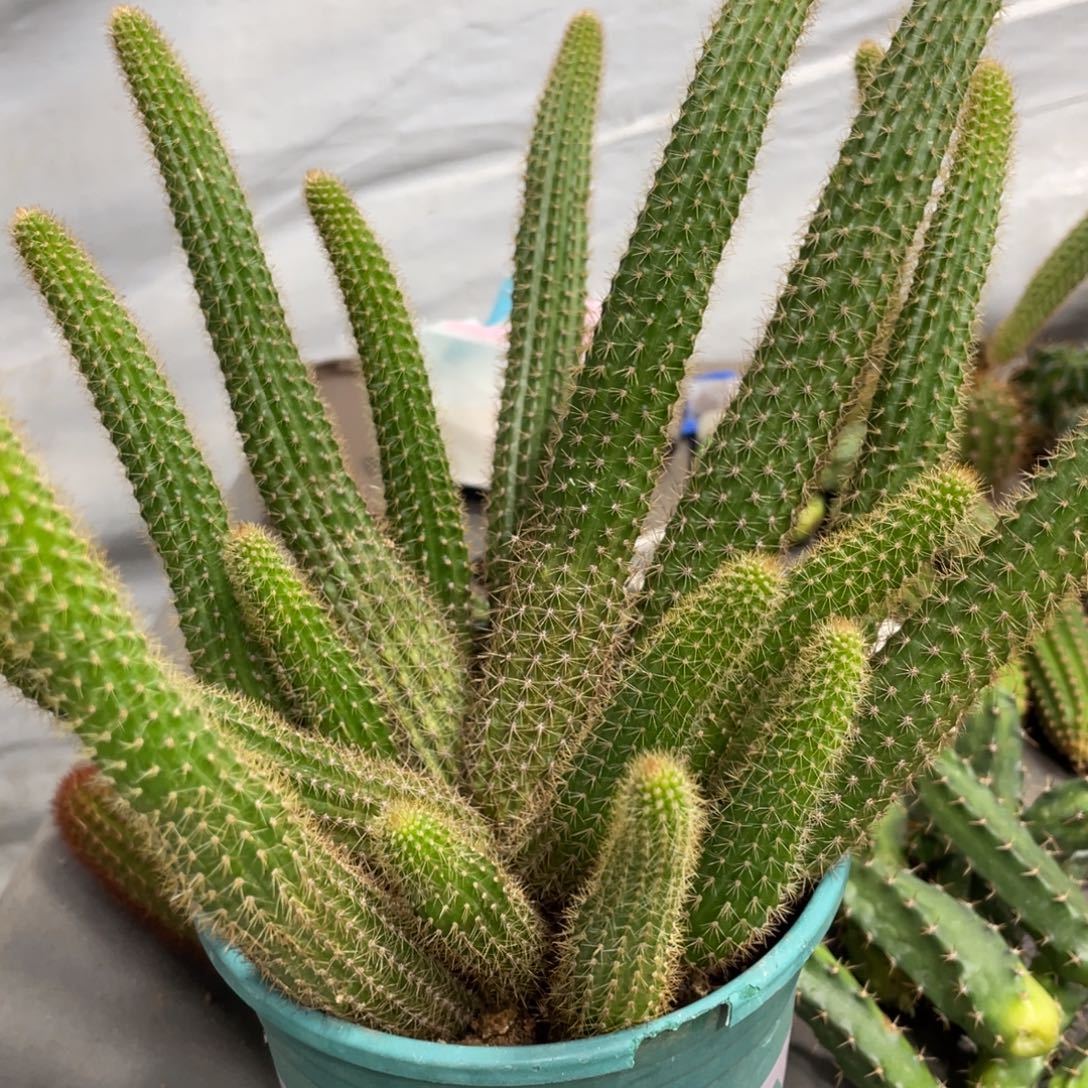 易***姐群生新品橙仙子金妞一物一拍1