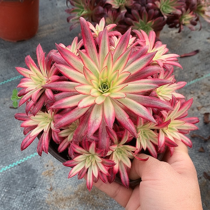 511朱雀多肉植物