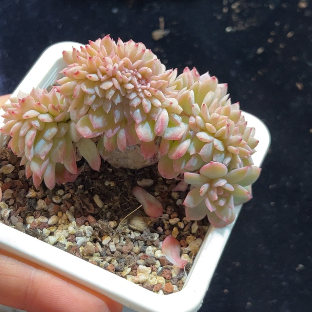 新年快乐 新年快乐