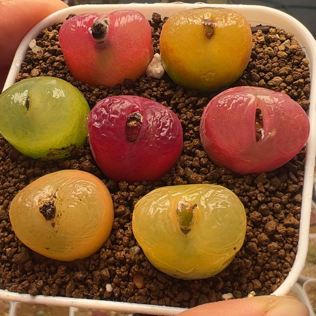 一组母本毛汗尼多肉植物