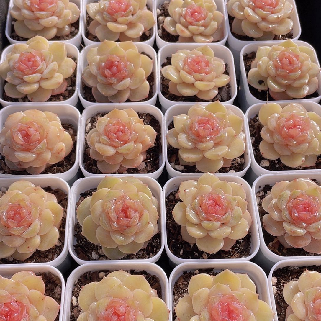 675号 芙蓉珍妮单头一个