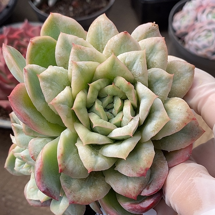 小七夕多肉泡泡纱53