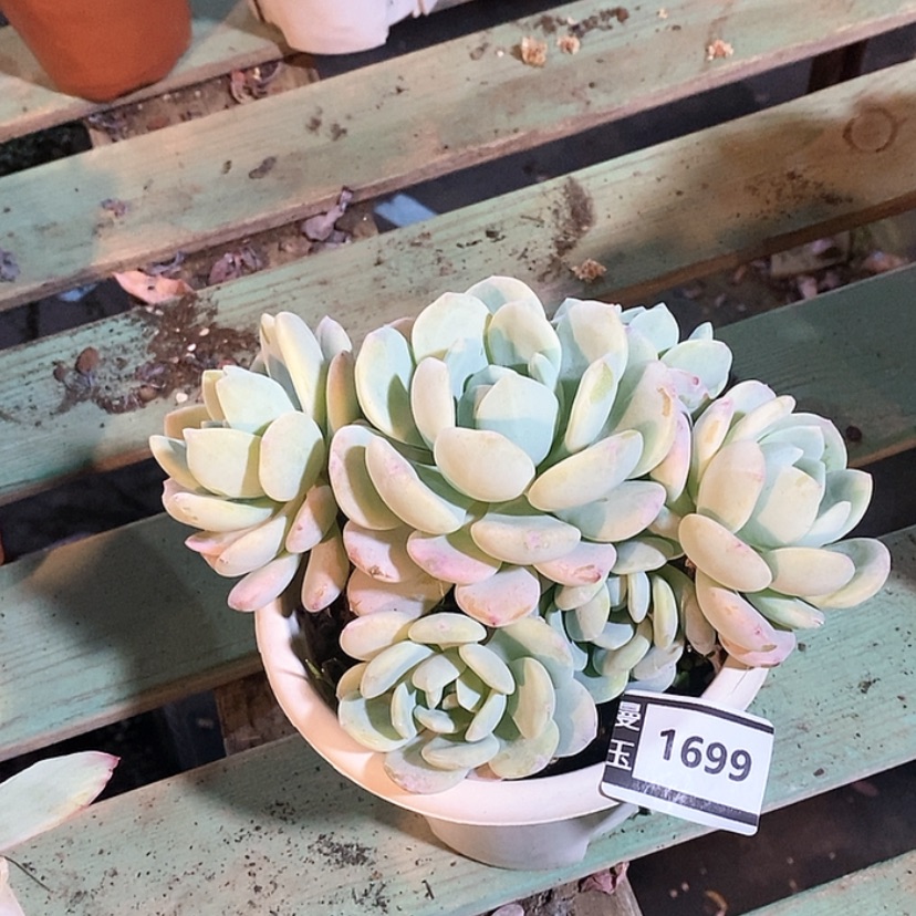 【闪购商品】冷香1699