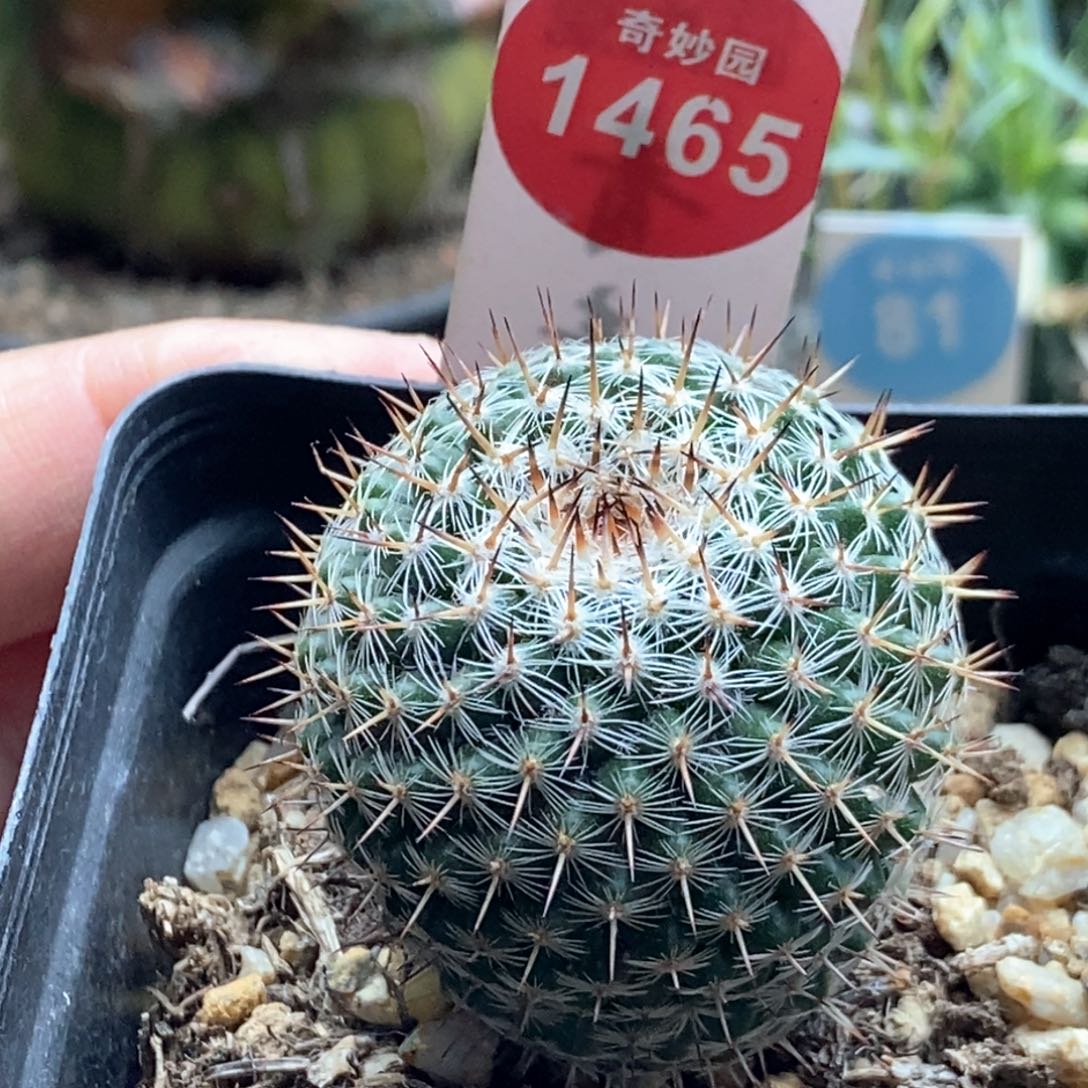 实生海豹3.4cm一棵仙人球