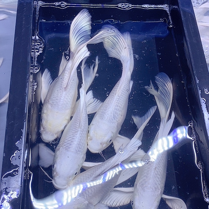 海水鱼五条蝴蝶鲤