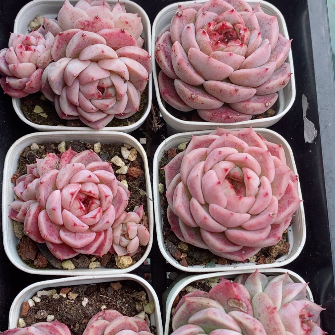 2-456 新疆西藏内蒙不发其他一单包邮两到三公分多肉