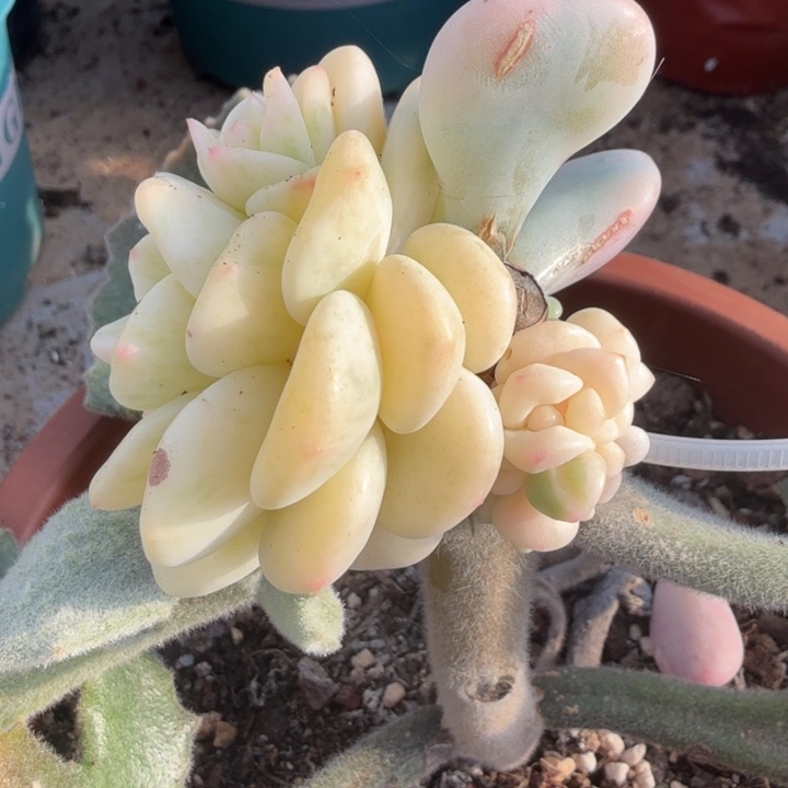 带嫁接木拉丝雨锦