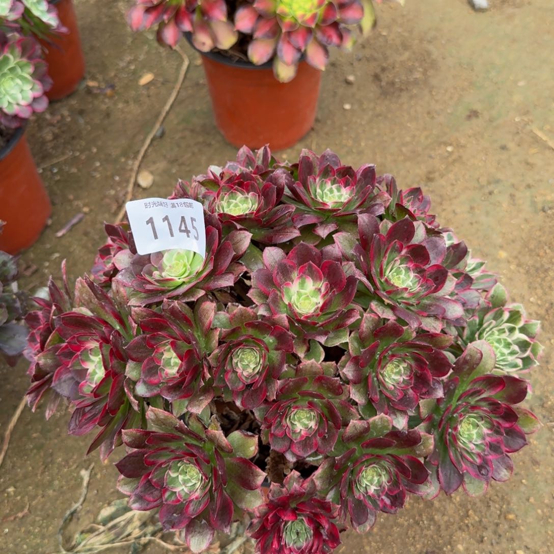 1145莲花，主头断过。多肉植物