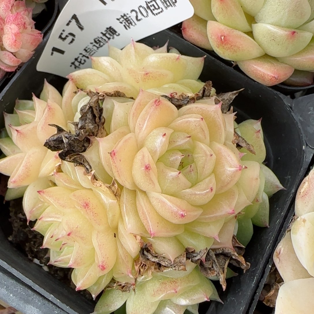 花语逸境0122-157