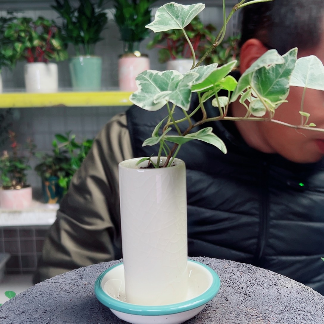 思***文无花朵18                    