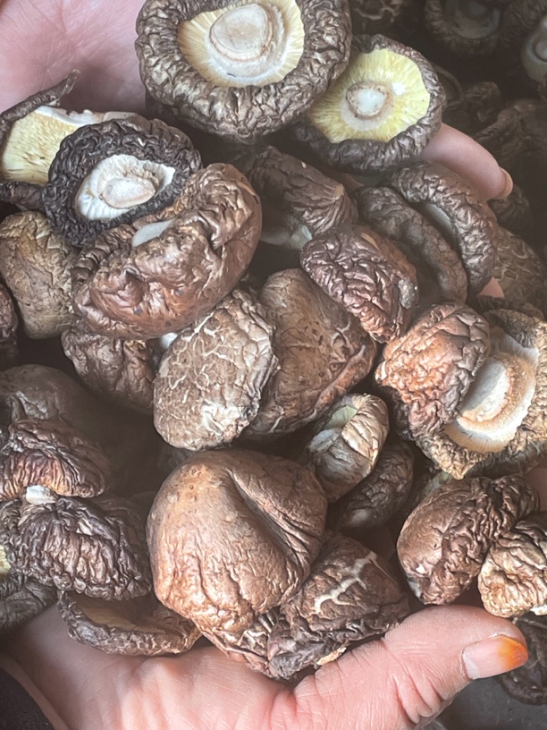 农家烘炕新鲜平菇