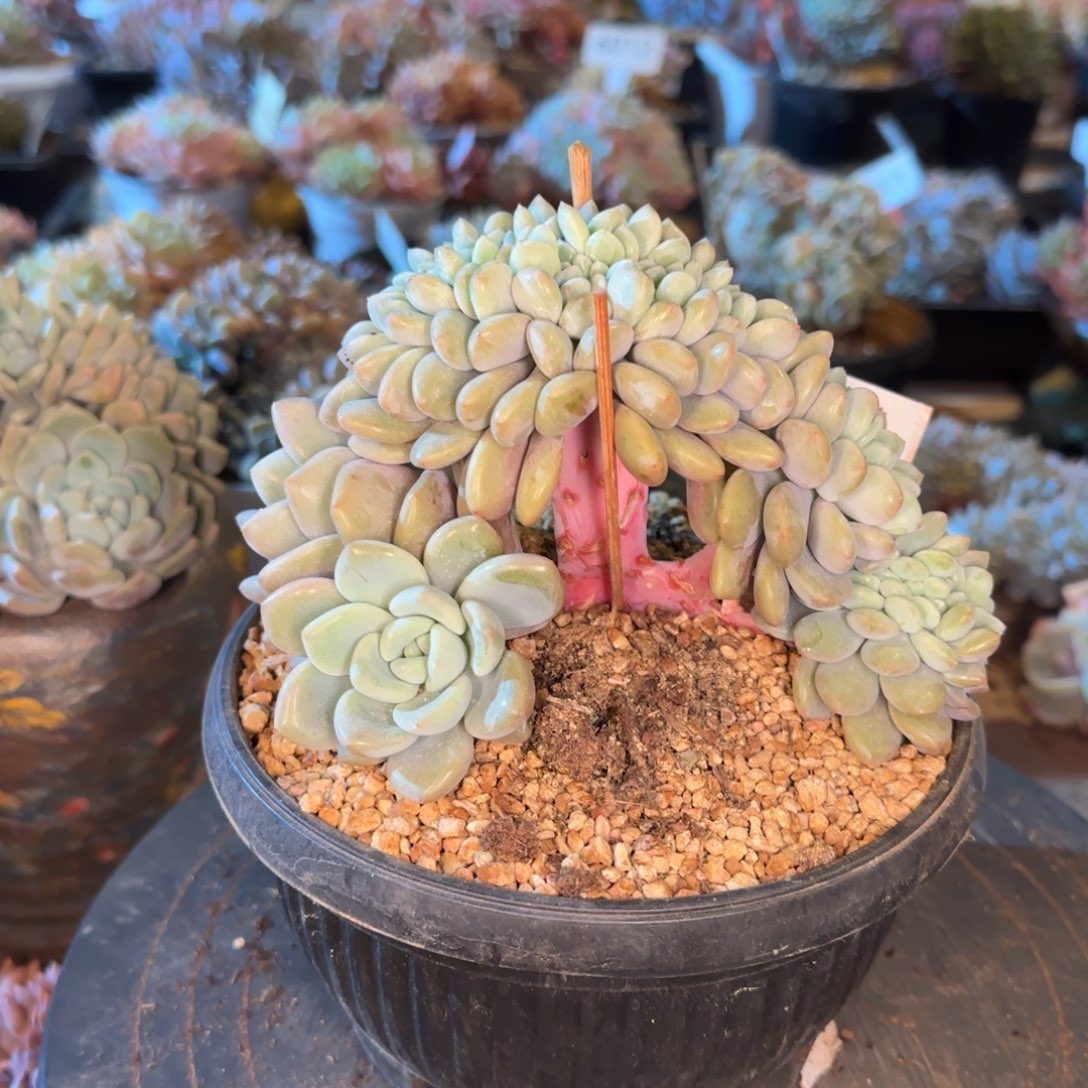 易***栀0001。       白桃缀多肉