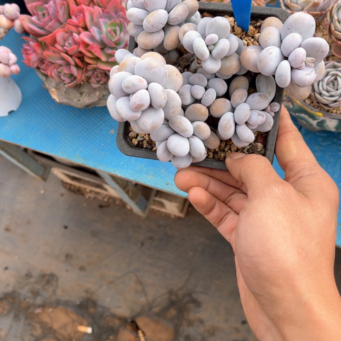 略**～241原始奶酪多肉