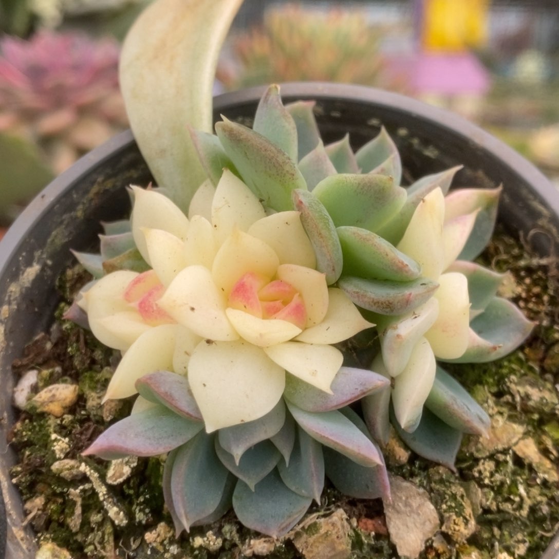 307紫禁城锦锦锦锦锦锦