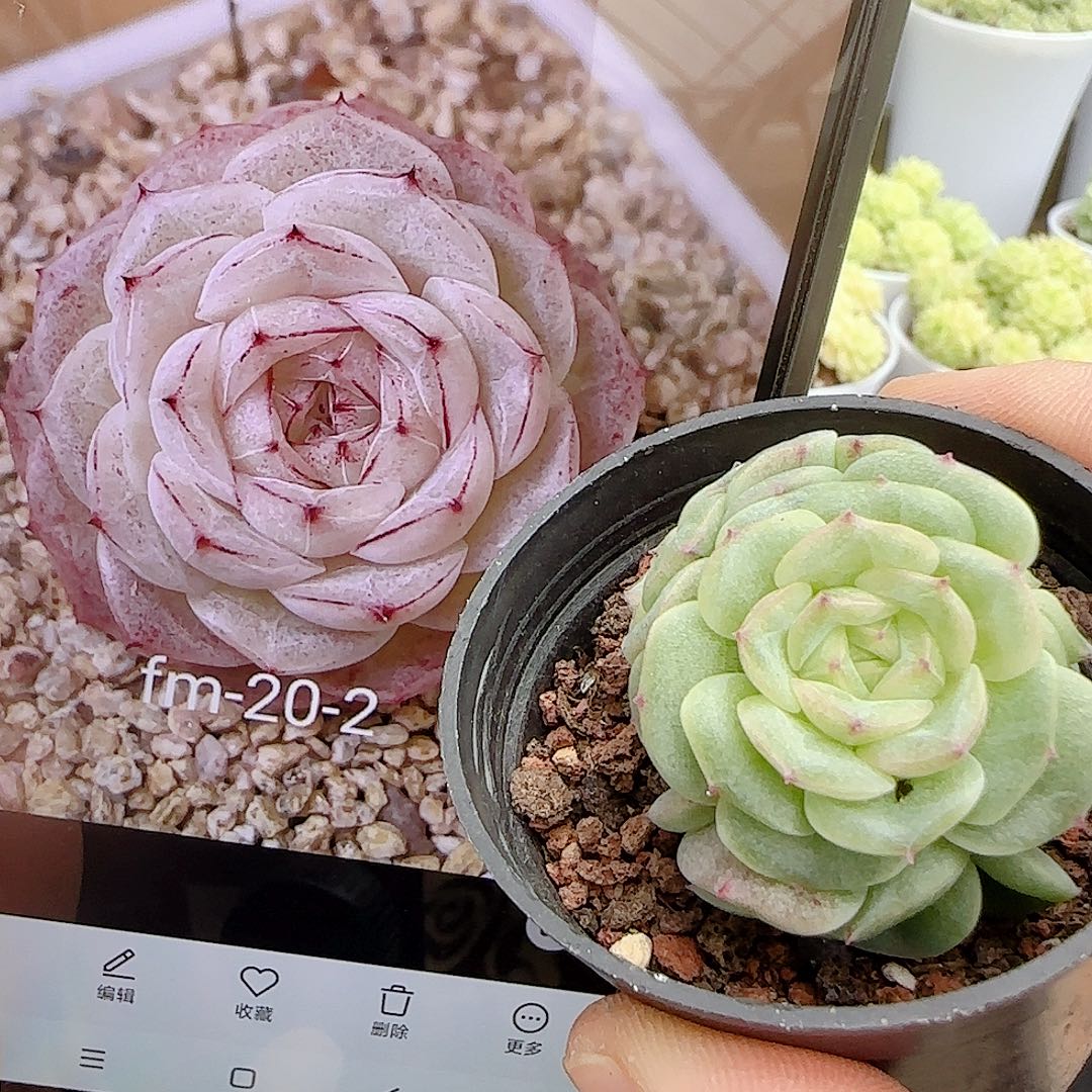 【闪购商品】1022-77（fm-20-2）