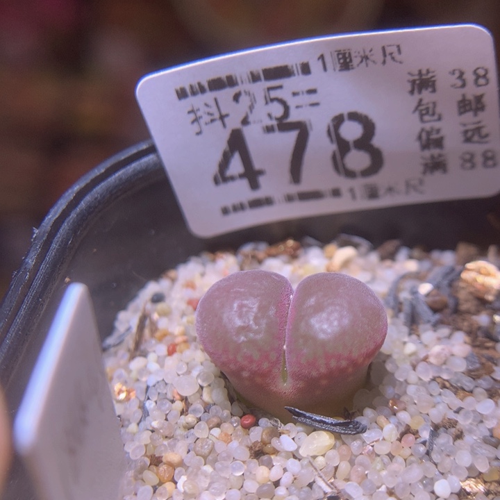 精品生石花25.478