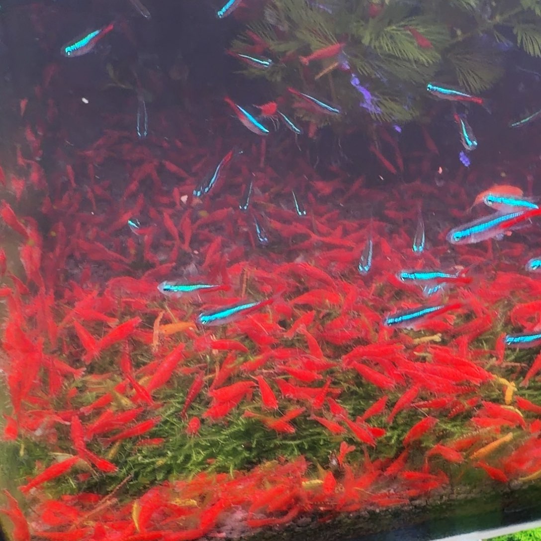 鱼蟹虾纯红色种虾45只(30只备损15只)