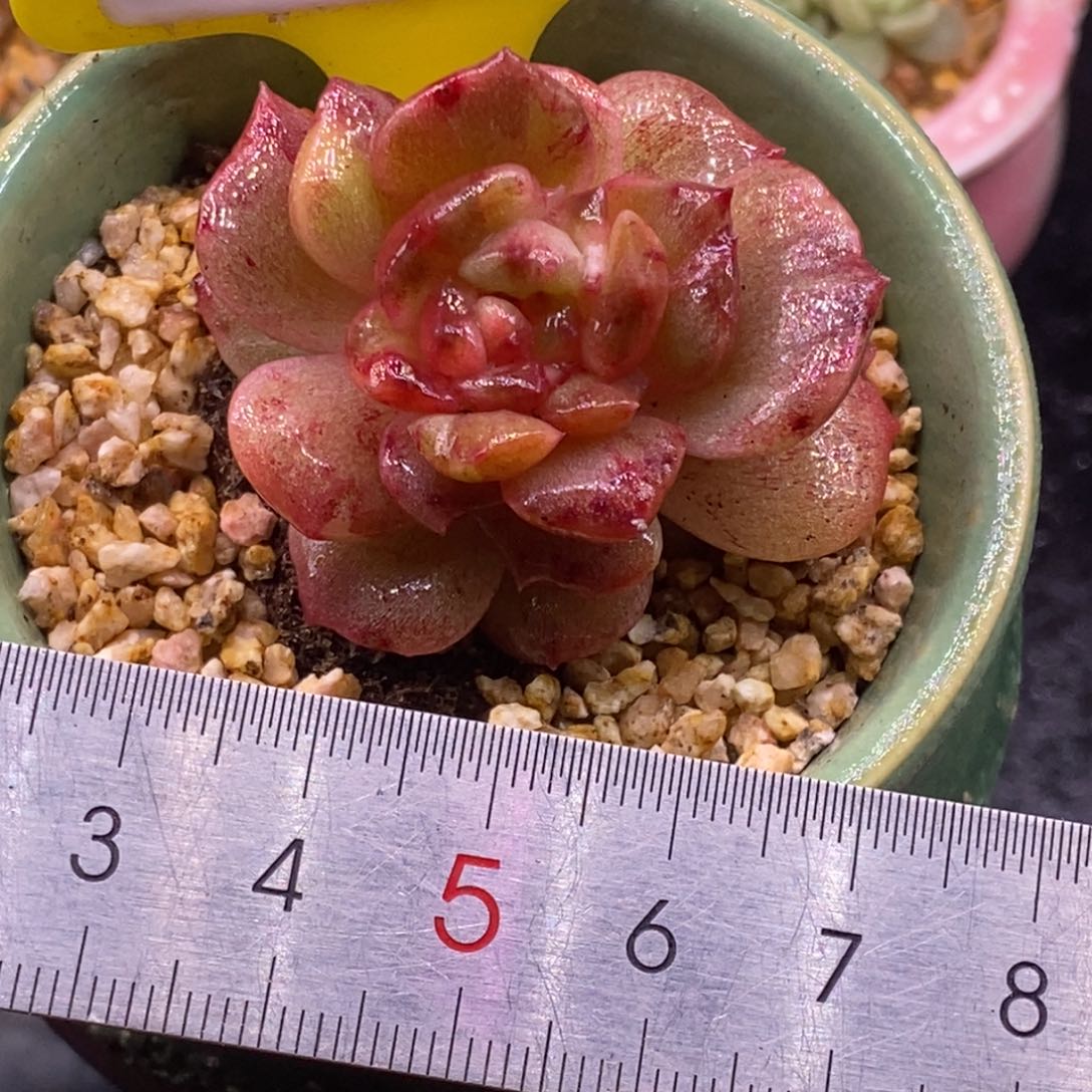 953石化糖心，拉丝带锦……