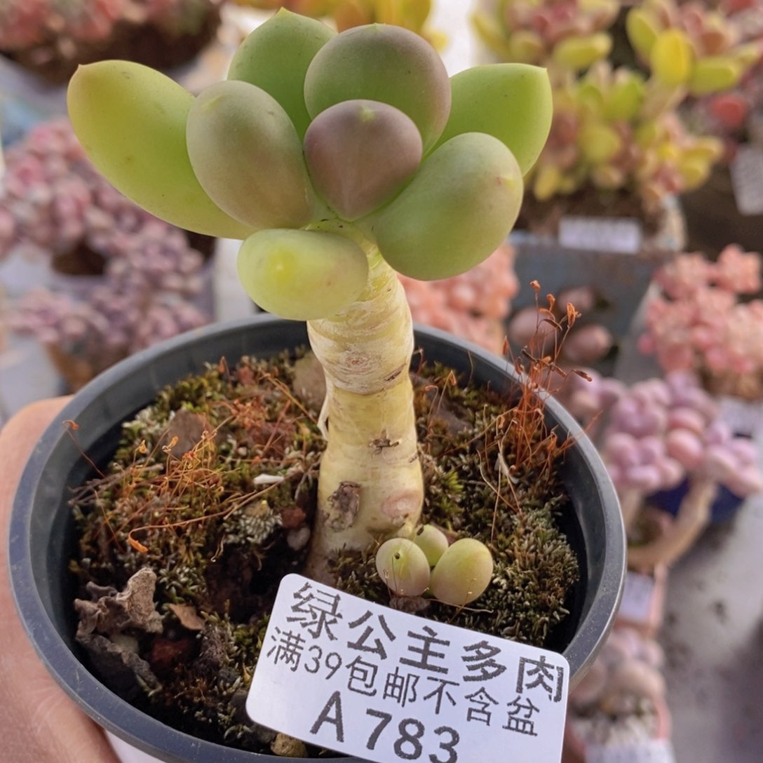 芒果奶单头783多肉植物