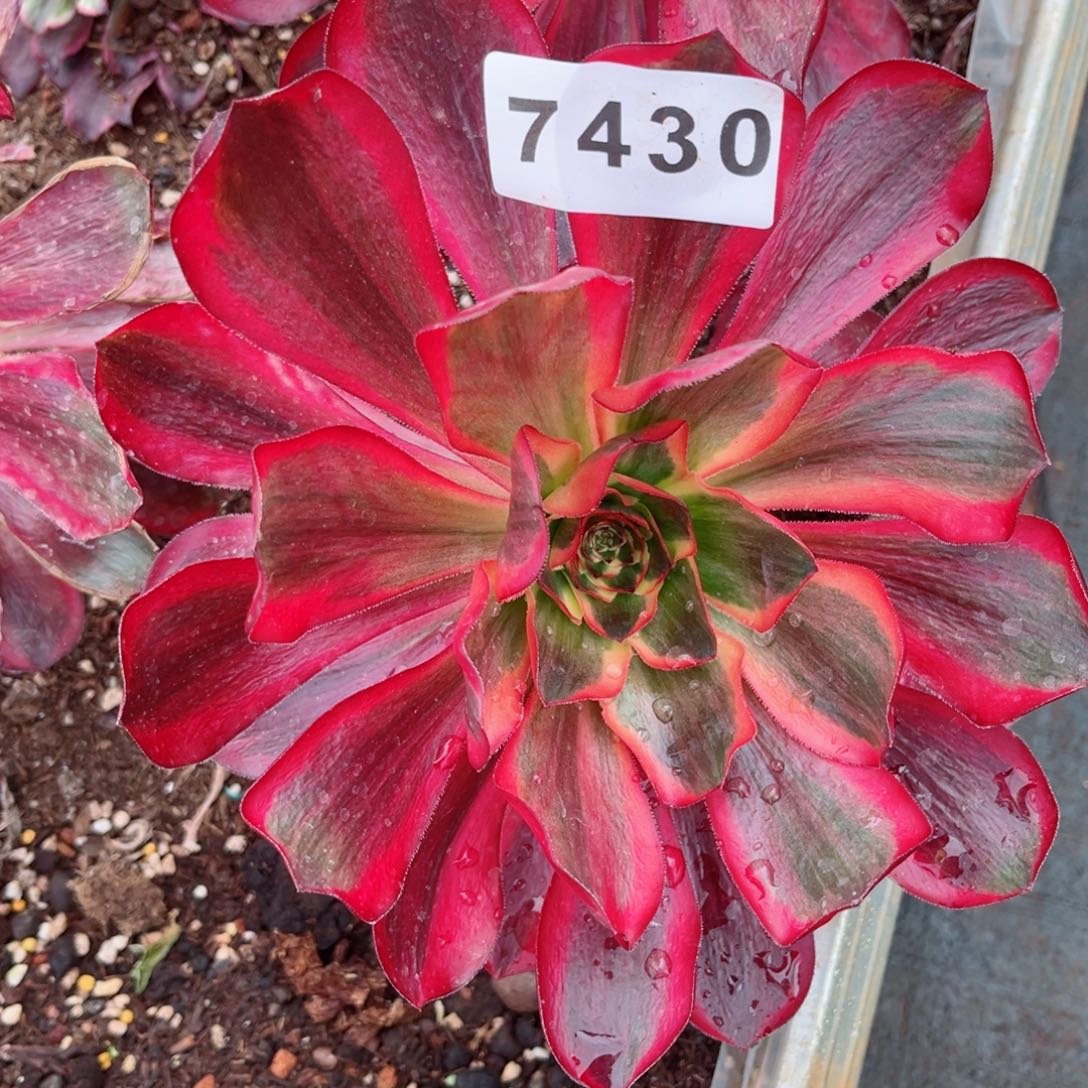 红魔女多肉发货发货