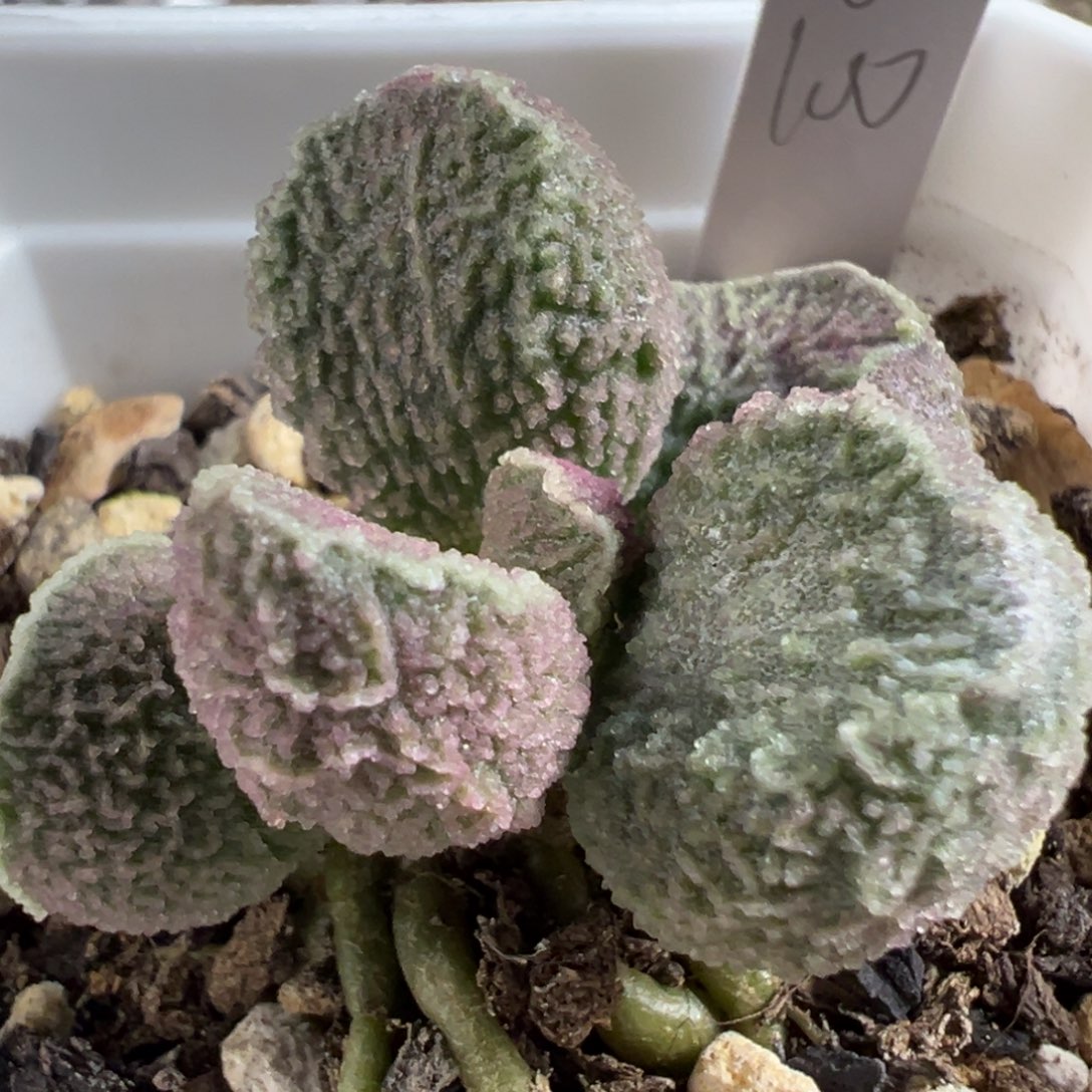 绿色系冰晶颗粒款实生新品