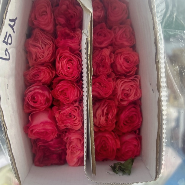 【月亮花圃】单粉玫瑰  1单普通快递，2单以上顺丰冷链